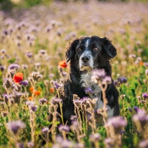 Hundefotografie Susannehelling Mischling