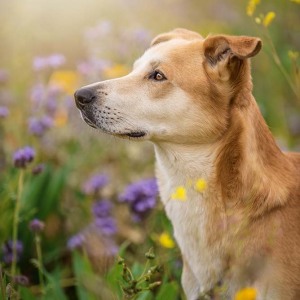 Hundefotografie Susannehelling Mischling