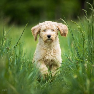 Hundefotografie Susannehelling Deutscher Bärenhund