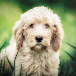 Hundefotografie Susannehelling Deutscher Bärenhund