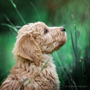 Hundefotografie Susannehelling Deutscher Bärenhund