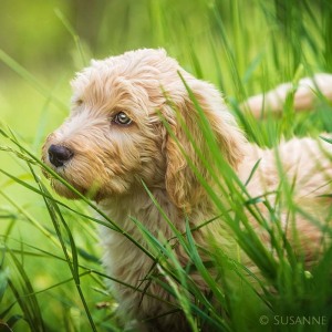 Hundefotografie Susannehelling Deutscher Bärenhund