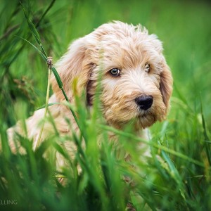 Hundefotografie Susannehelling Deutscher Bärenhund