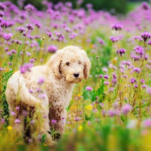 Hundefotografie Susannehelling Deutscher Bärenhund