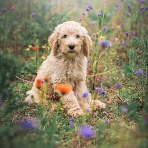 Hundefotografie Susannehelling Deutscher Bärenhund