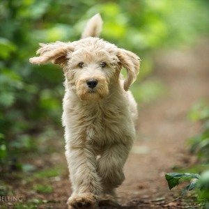 Hundefotografie Susannehelling Deutscher Bärenhund