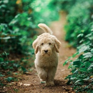 Hundefotografie Susannehelling Deutscher Bärenhund
