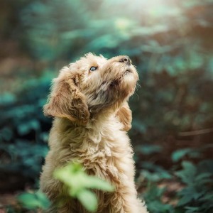 Hundefotografie Susannehelling Deutscher Bärenhund