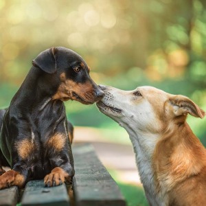 Hundefotografie Susannehelling Deutscher Pinscher