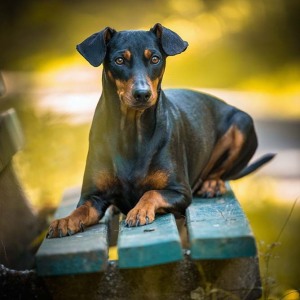 Hundefotografie Susannehelling Deutscher Pinscher