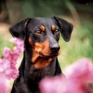 Hundefotografie Susannehelling Deutscher Pinscher
