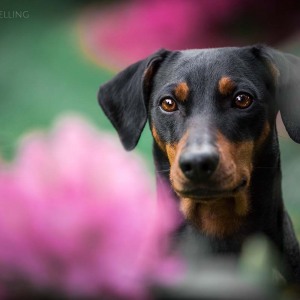 Hundefotografie Susannehelling Deutscher Pinscher