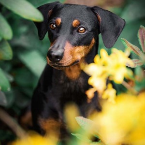 Hundefotografie Susannehelling Deutscher Pinscher