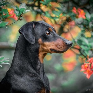 Hundefotografie Susannehelling Deutscher Pinscher
