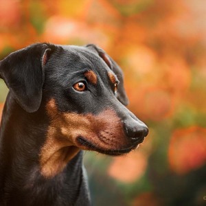 Hundefotografie Susannehelling Deutscher Pinscher