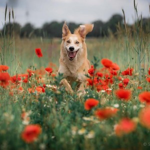 Hundefotografie Susannehelling Mischling