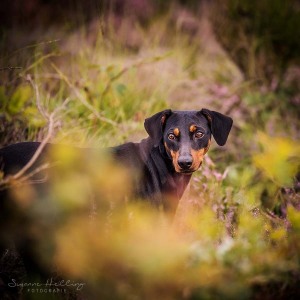 Hundefotografie Susannehelling Deutscher Pinscher