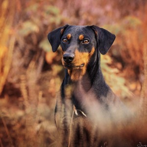 Hundefotografie Susannehelling Deutscher Pinscher