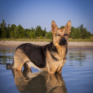 Hundefotografie Susannehelling Deutscher Schäferhund