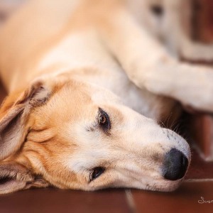 Hundefotografie Susannehelling Mischling