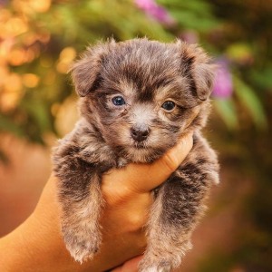 Hundefotografie Susannehelling Welpe