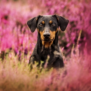 Hundefotografie Susannehelling Deutscher Pinscher