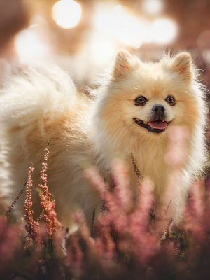 susanne-helling-fotografie-tierfotografie00003