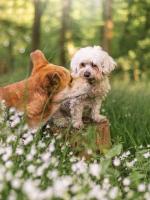 susanne-helling-fotografie-tierfotografie00004