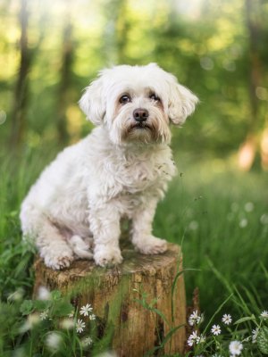 susanne-helling-fotografie-tierfotografie00005