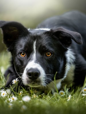 susanne-helling-fotografie-tierfotografie00031