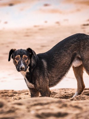 susanne-helling-fotografie-tierfotografie00033