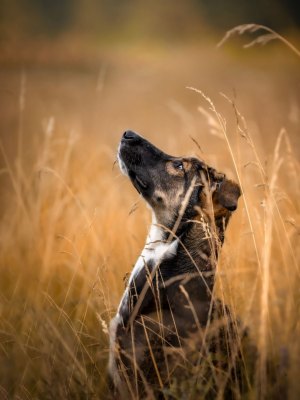 susanne-helling-fotografie-tierfotografie00039