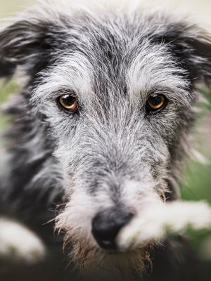 susanne-helling-fotografie-tierfotografie00044