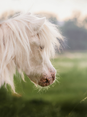 weißes Pony