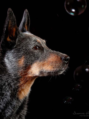 Hundefotografie Susannehelling Cattle dog