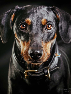 Hundefotografie Susannehelling Pinscher