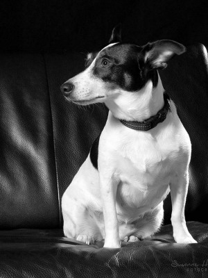 Hundefotografie Susannehelling Jack Russel