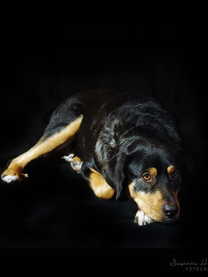 Hundefotografie Susannehelling Mischling