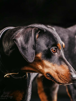 Hundefotografie Susannehelling Pinscher