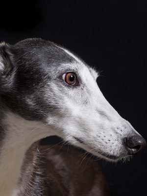 Hundefotografie Susannehelling Galgo