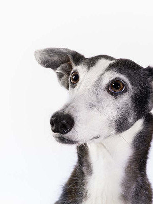 Hundefotografie Susannehelling Galgo
