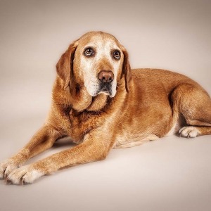 Hundefotografie Susannehelling Labrador