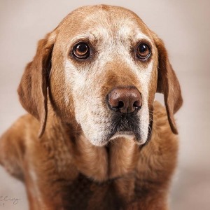 Hundefotografie Susannehelling Labrador