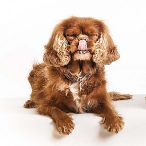 Hundefotografie Susannehelling