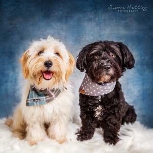 Hundefotografie Susannehelling