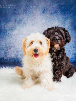 Hundefotografie Susannehelling
