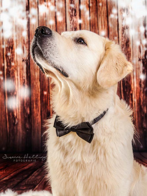 Hundefotografie Susannehelling Golden Retriever