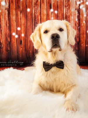 Hundefotografie Susannehelling Golden Retriever
