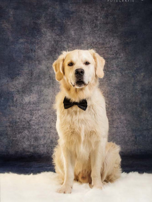 Hundefotografie Susannehelling Golden Retriever