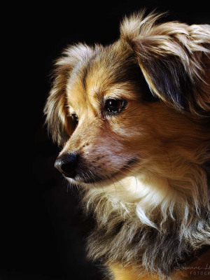 Hundefotografie Susannehelling Mischling